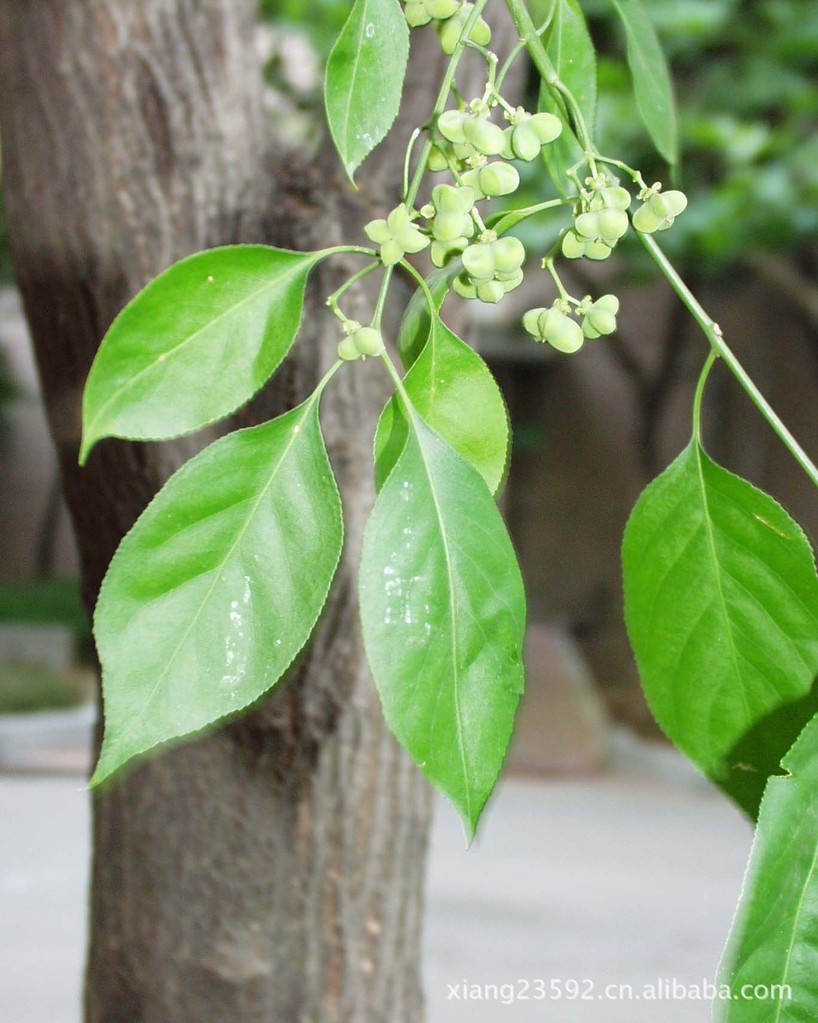 原料辅料,初加工材料 农产品 绿化苗木 乔木 直销农家产丝绵木,8--25