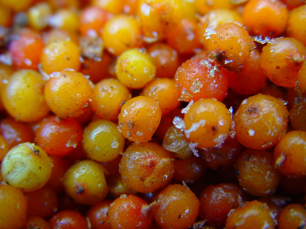 沙棘冻果 纯果冻果 鲜果冻果 出口级 无杂质