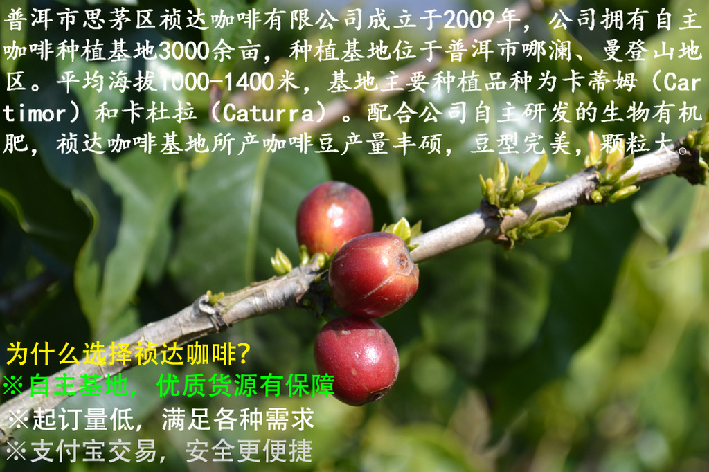 2013年新货 阿拉比卡咖啡生豆统货 arabica a1 思茅产
