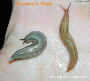 野蛞蝓_商人论坛_阿里巴巴