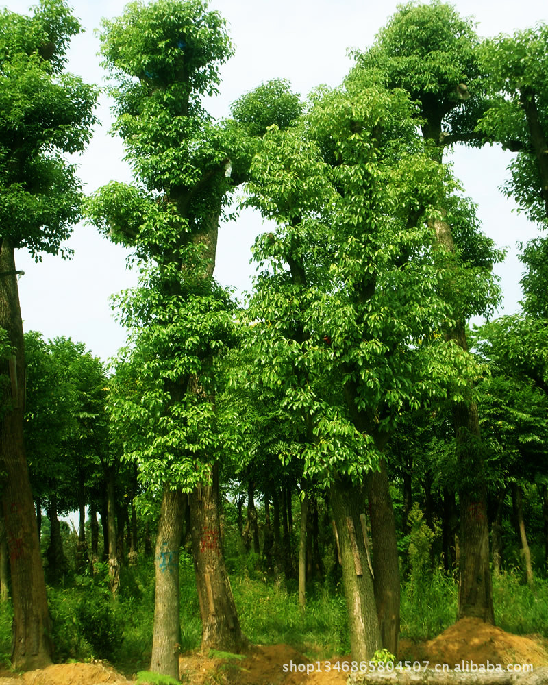 乔木-批发优质移植香樟树 香樟苗 香樟种子等 买香樟就选来运苗-乔木