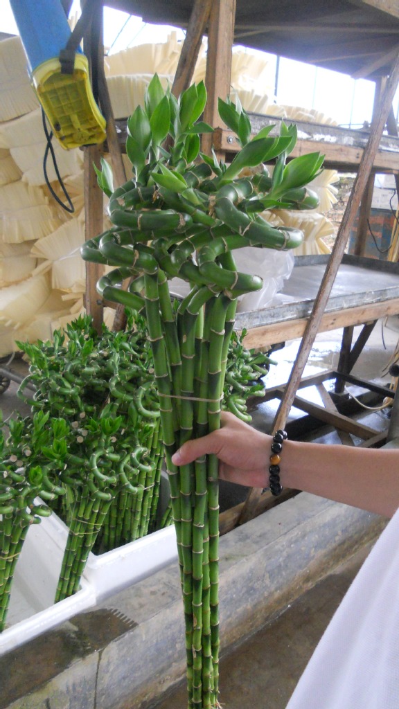 批发优质富贵竹弯竹1