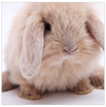 活体宠物兔兔子 淡黄色纯种 迷你垂耳兔兔