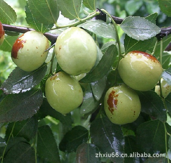 出售果树苗 大白玲 枣树苗