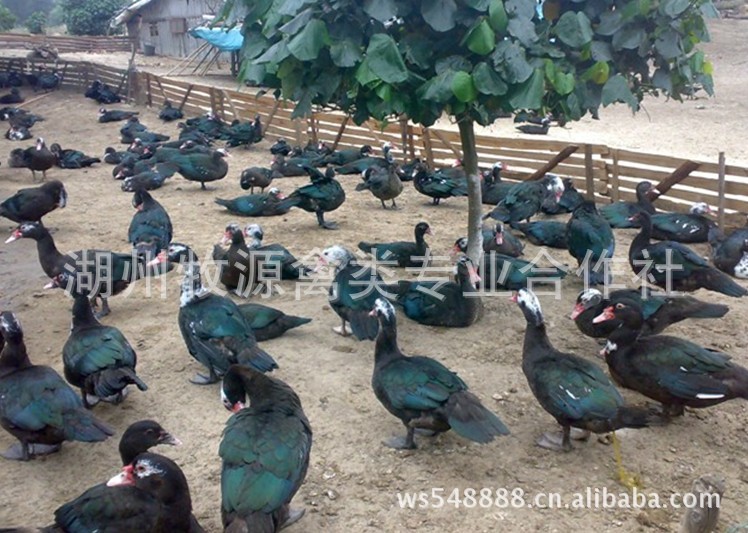 番鸭苗番鸭鸭苗批发成品番鸭生长快肉质鲜美