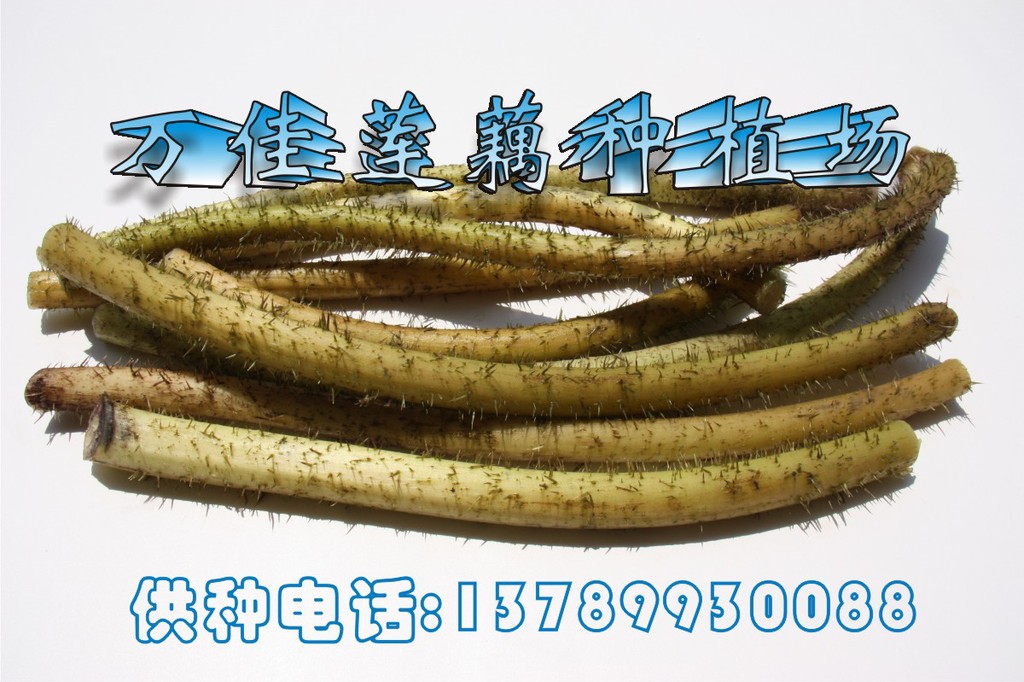 供应鸡荷梗,芡实梗,鸡头包梗,鸡头莲梗