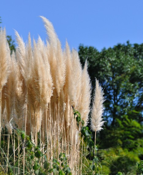 安吉园艺特供 苗农直销 芦荻苗木特价,欢迎前来选购
