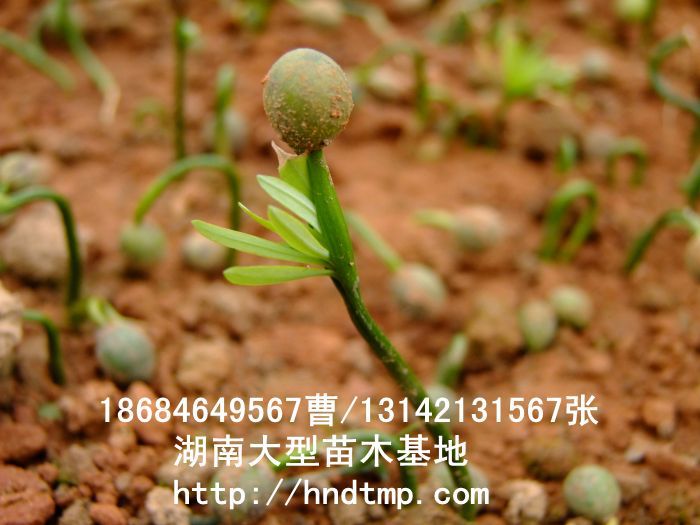 罗汉松小苗 (4)[1]