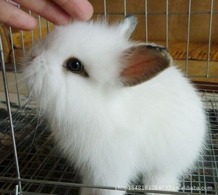 供应 可爱宠物兔 纯种凤眼 西施兔