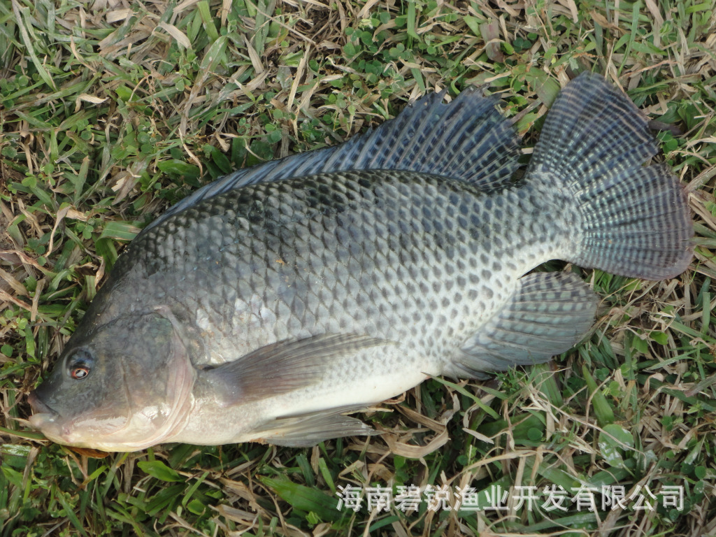 【碧锐渔业】海南优质罗非鱼鱼苗出售