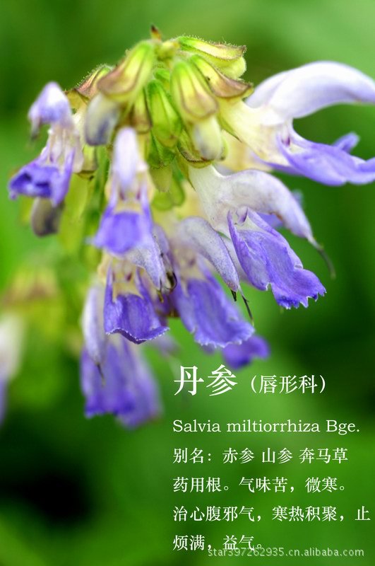 植物原药材-丹参,统选大量供应,朱记家,正品保障-植物原药材尽在阿里