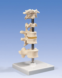 进口5块椎骨模型人体骨骼模型脊柱模型脊椎模型骨骼解剖模型椎骨