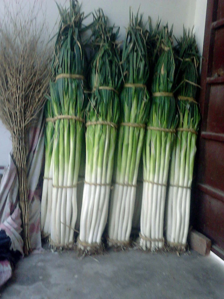 章丘王金礼品大葱--精品特大选(1米高盒装)图片_10