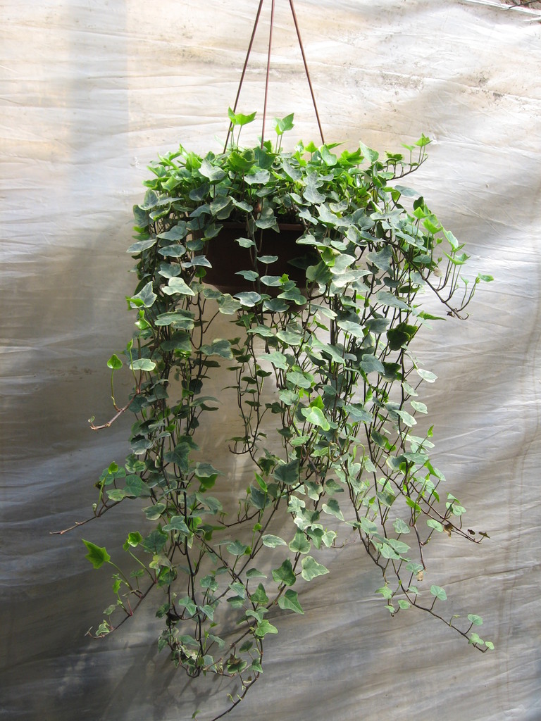 大盆常春藤 除苯净化空气 吸甲醛-「攀援植物」-马可波罗网