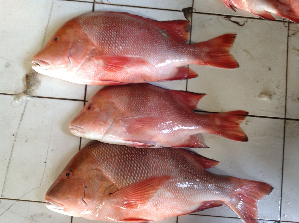 【祥浩水产】冷冻海产 长期供应 红鱼 冷冻红鱼