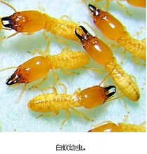 白蚁防治价格
