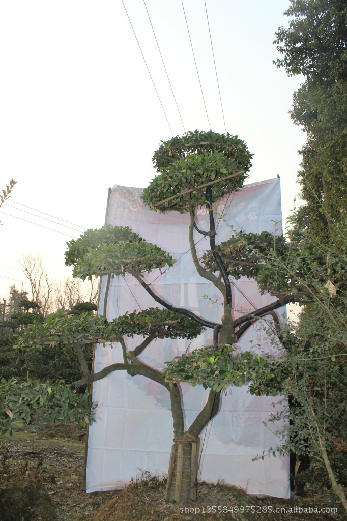 批发出售精编大叶黄杨造型 绿化树图片_3