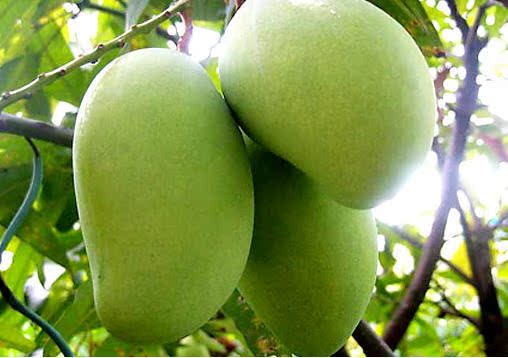 二级海南芒果王又名金煌芒果个头大适合榨果汁制作甜品蛋糕等