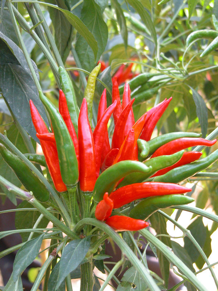 供应进口杂交一代单生朝天椒品种