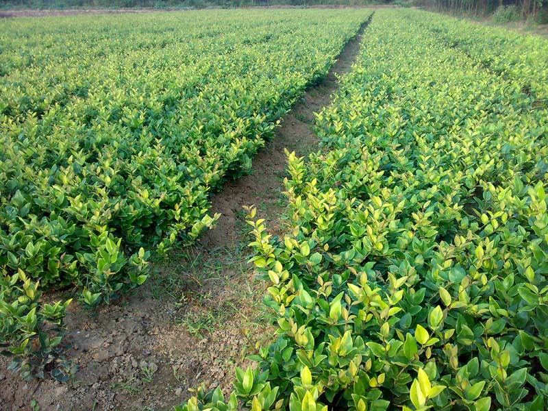 供应色块苗 灌木 毛杜鹃 春杜 夏杜