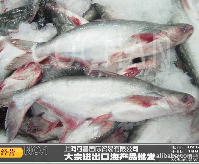 越南龍利魚 巴沙魚 越南巴沙魚圖片_2