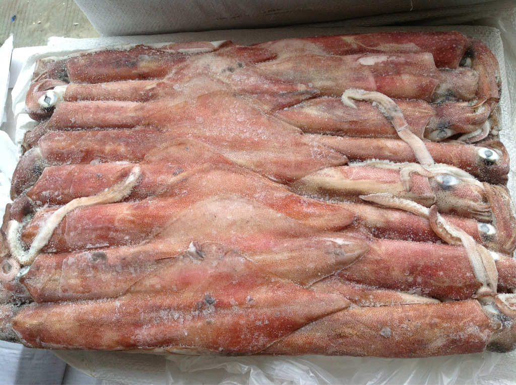 【祥浩水产】冷冻海产 长期供应 鱿鱼 冻鱿鱼