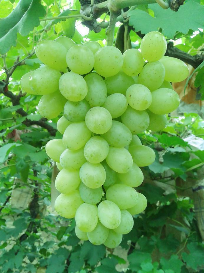 供应昌黎优质贝达嫁接维多利亚葡萄苗成活率高