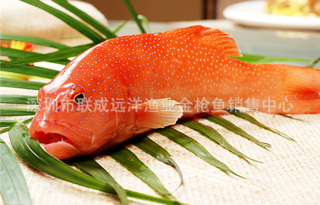 供应马尔代夫产天然野生石斑鱼--黑瓜子斑红嘴(0-4度冰鲜空运)