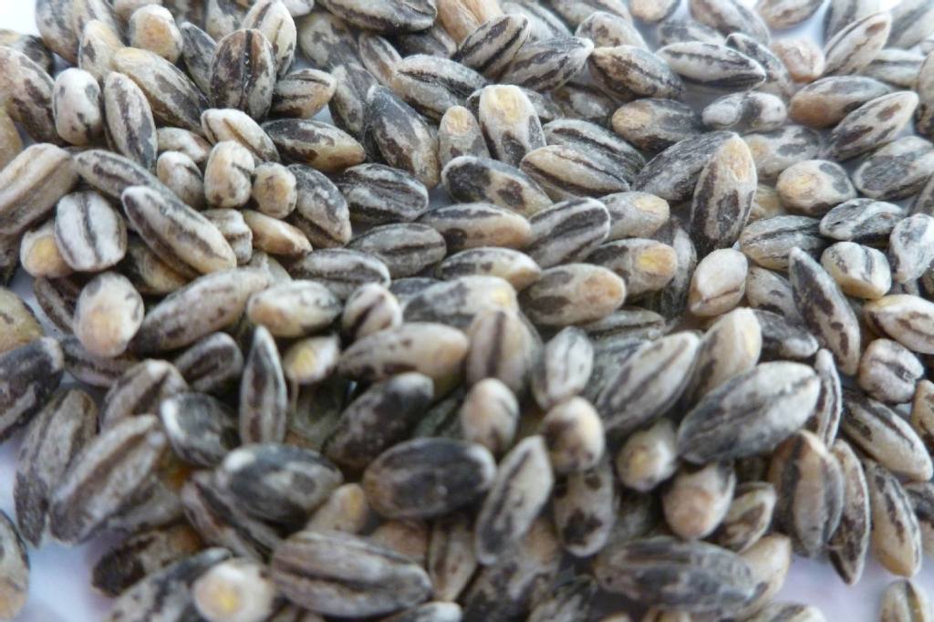 黑麦 黑大麦 黑大麦粒 五谷杂粮 烘焙五谷杂粮 black barley