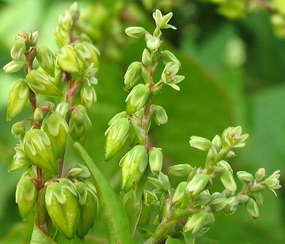朱提有机苦芥米 健康美食 有机食品