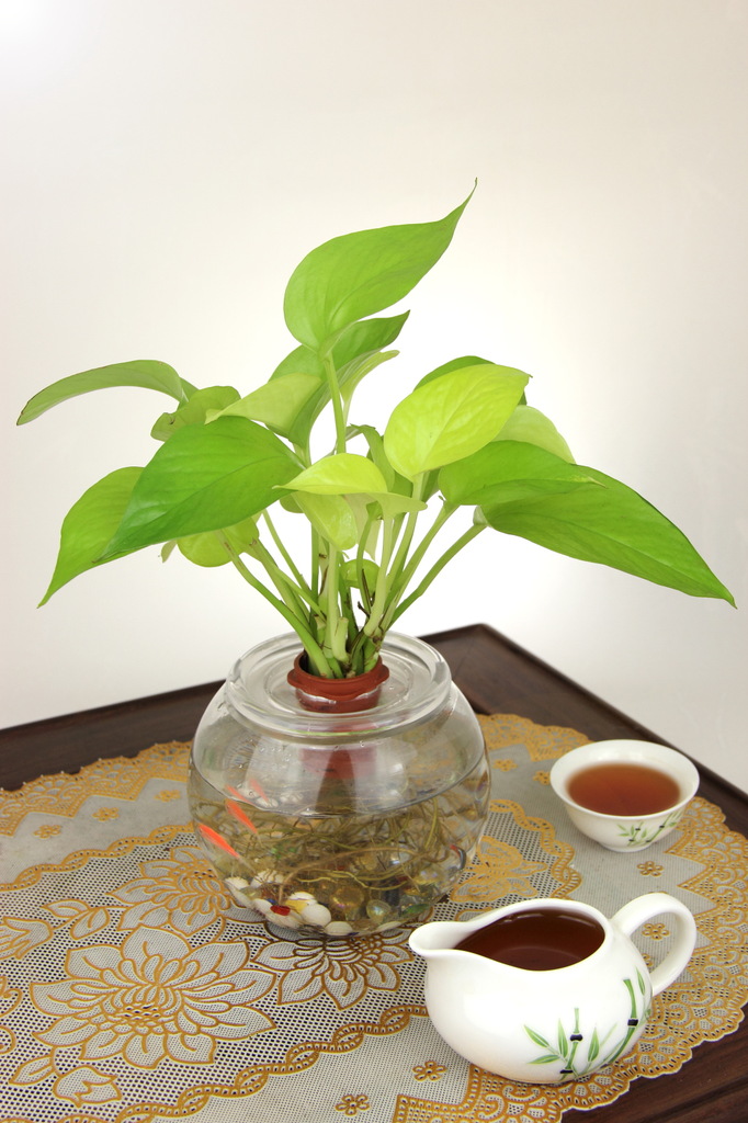 厂家直销 低价供应绿萝 水培花卉 供应盆栽 水培植物