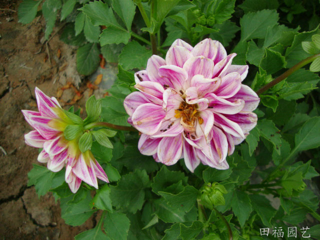 供應園藝花卉種子 一年生復瓣混色小麗花種子 景觀綠化種子圖片_12