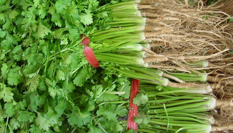 供应 绿色 无公害 本地香菜