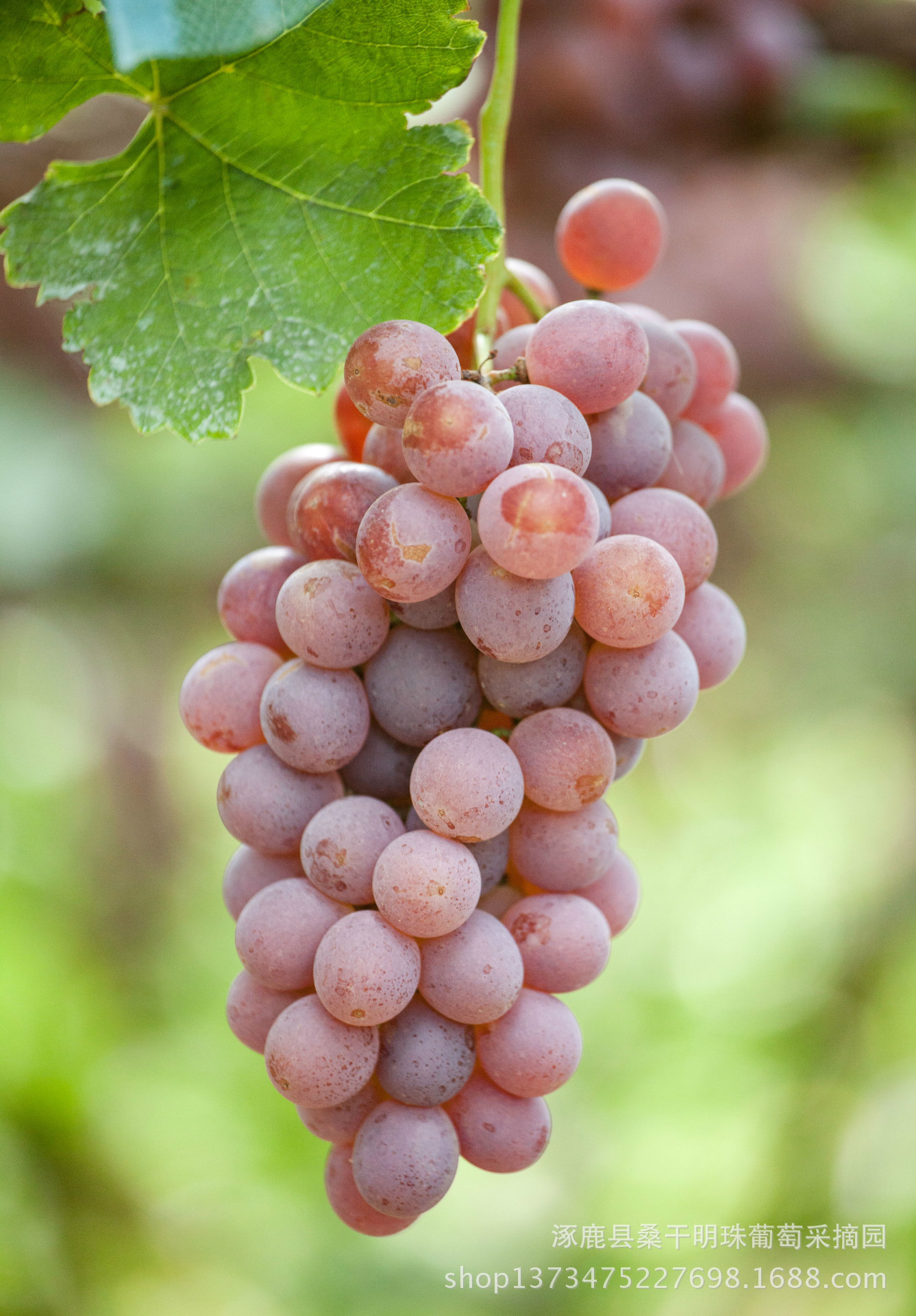 国庆送礼 龙眼葡萄 河北产地 特色礼品 大量批发供应