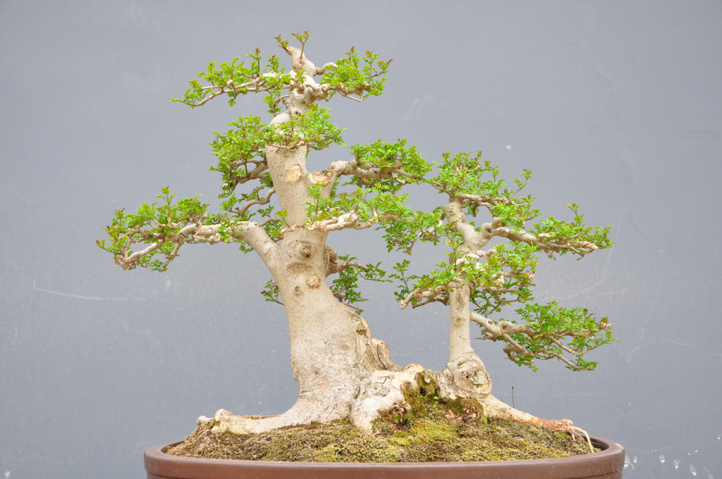 供应各类中小型对节白蜡盆景