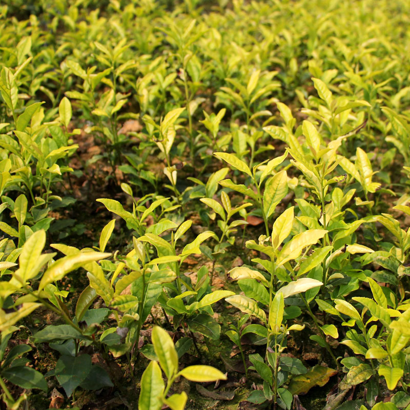 百竹源2014年头采安吉黄金芽茶 明前特级黄茶 50克样品简装