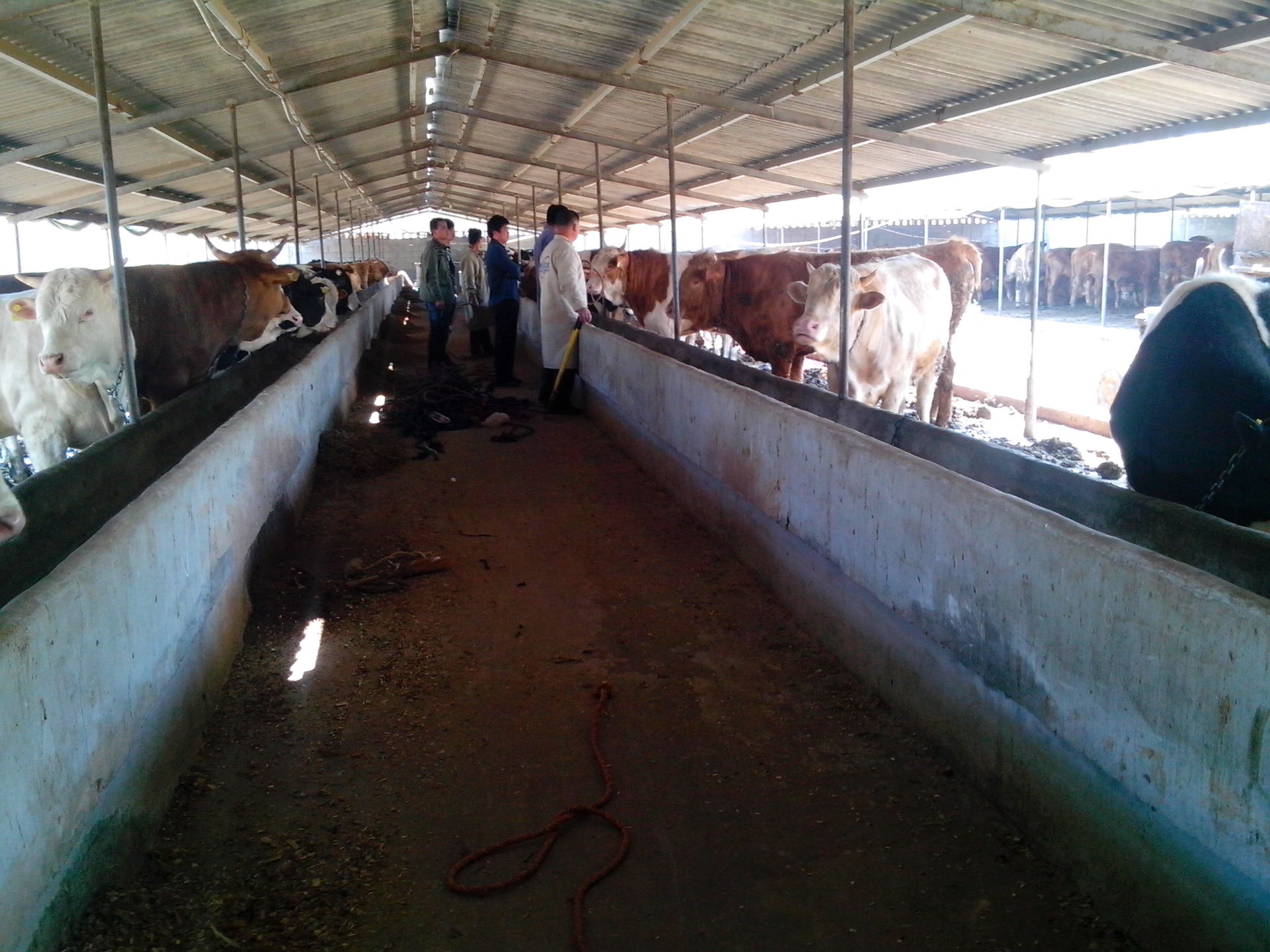 河南新鄉屠宰牛 肉牛 種牛養殖場 山東曙光牧業 畜牧局推薦養殖場