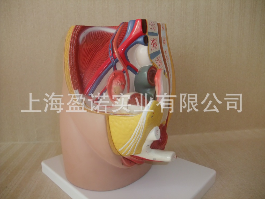 enovo正品 女性盆腔解剖模型 生殖泌尿子宮模型 女性骨盆醫用教具