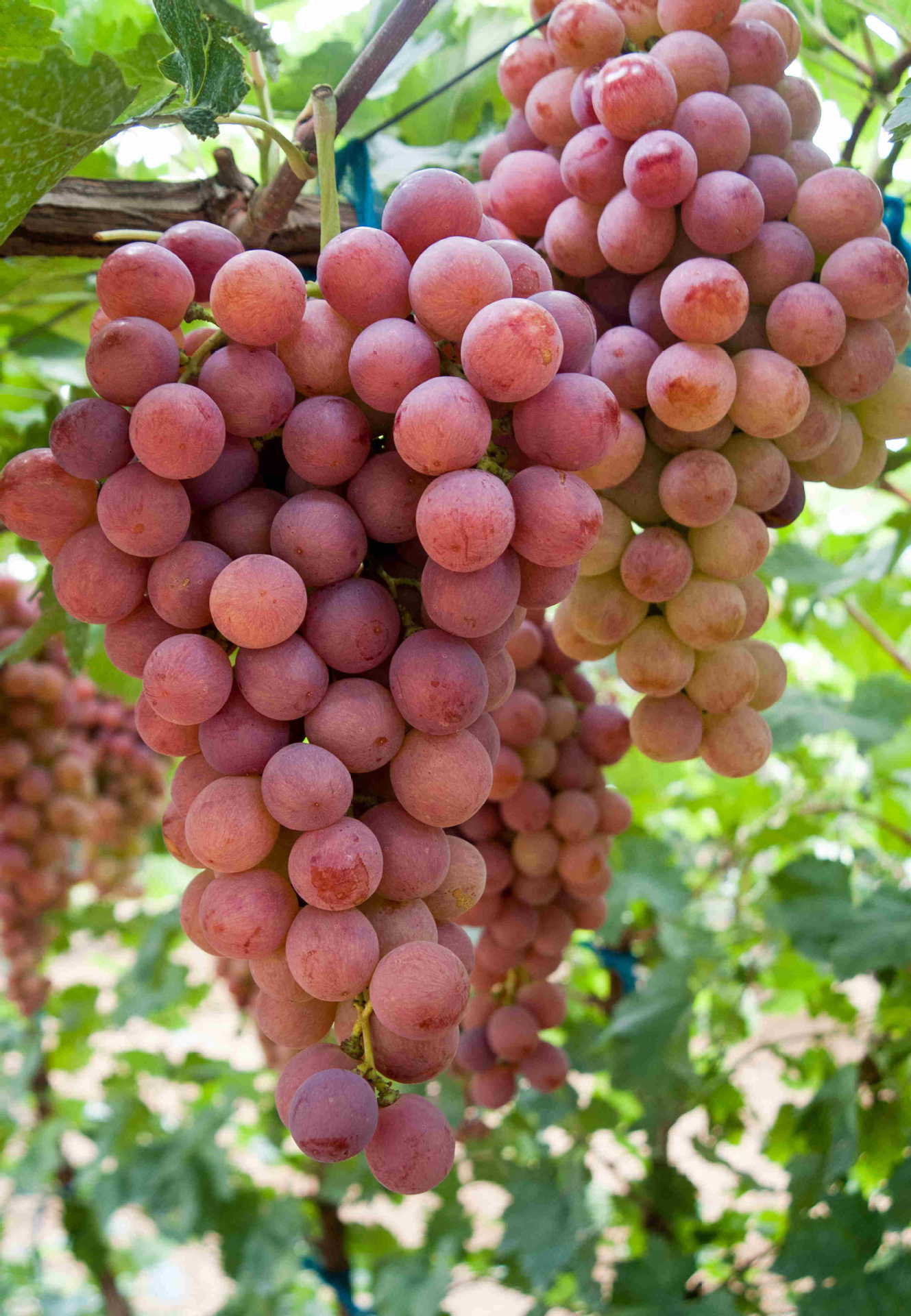 【红提 维多利亚 白马奶 奥古斯特 龙眼葡萄陆续上架,欢迎来电】价格,