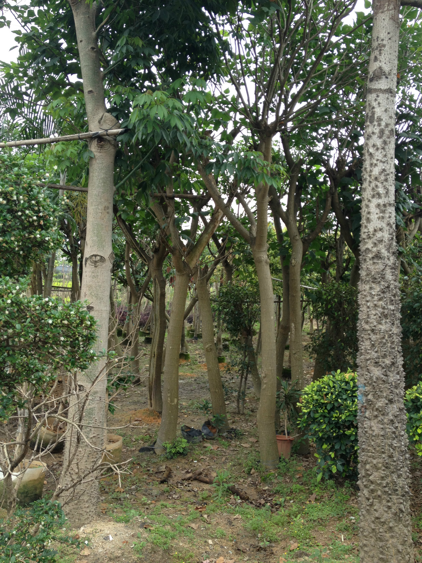 基地自产长期批发零售各规格刺桐胸径1215公分