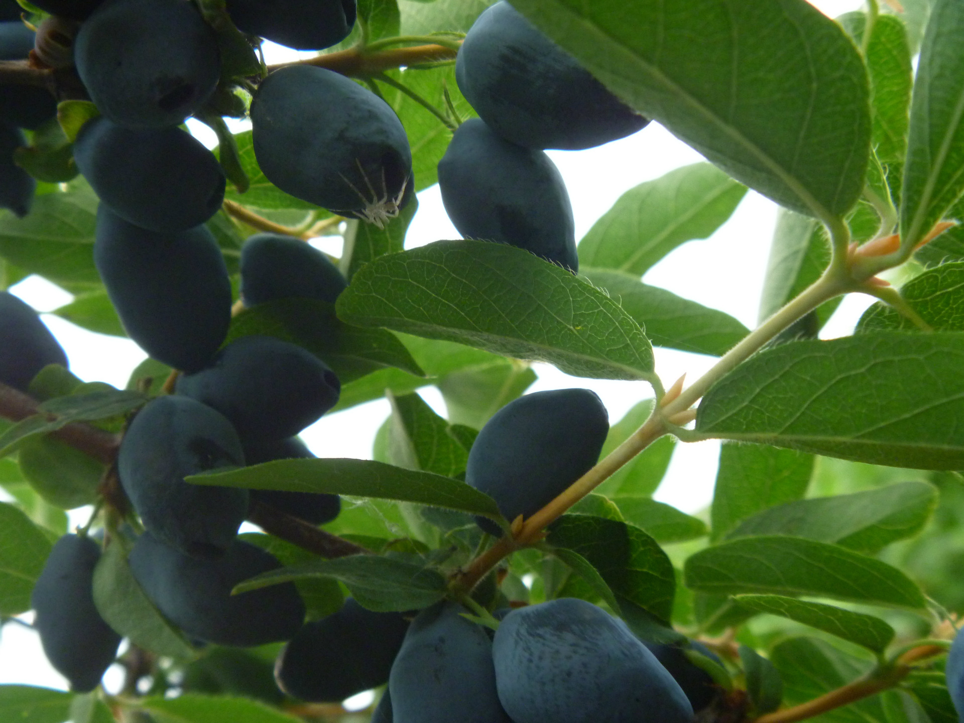 2013.蓝靛果苗木