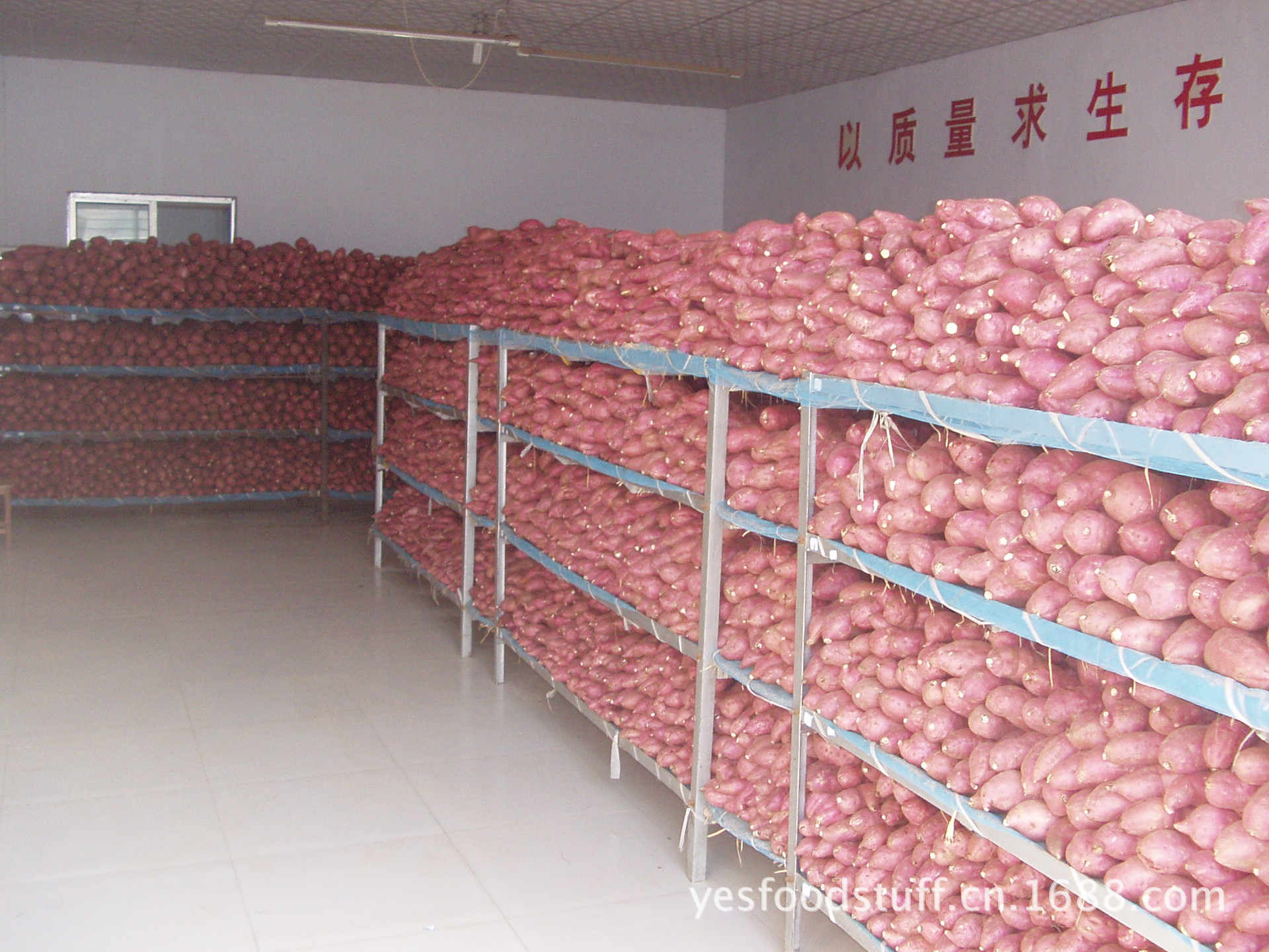 出口级红皮白心地瓜,红薯,山芋