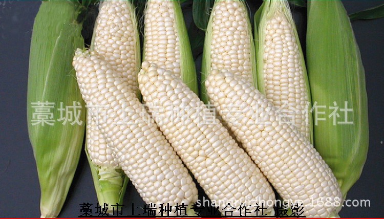 京科糯2000 国审品种 优质糯玉米种子 京科糯2000糯玉米