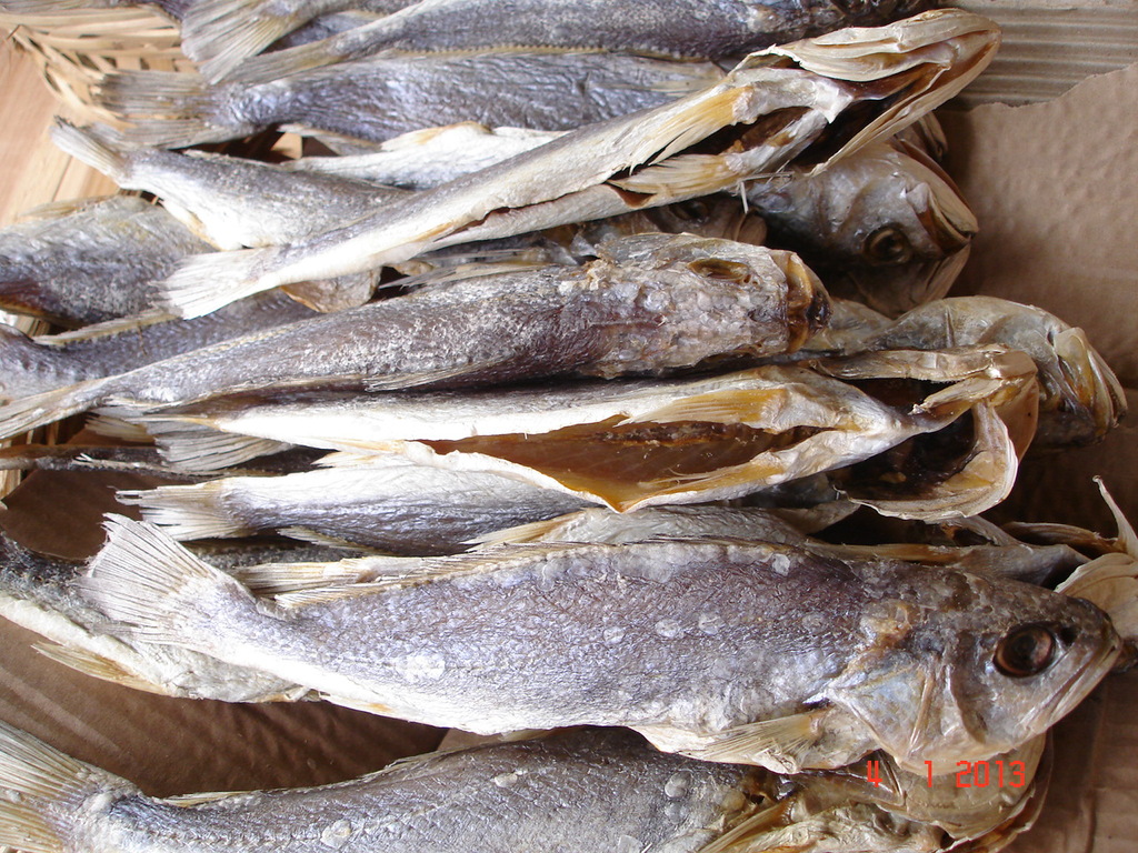 广东咸淡水鱼种类大全图片