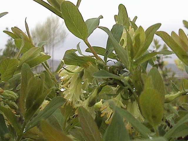 2013.蓝靛果花期图片_6