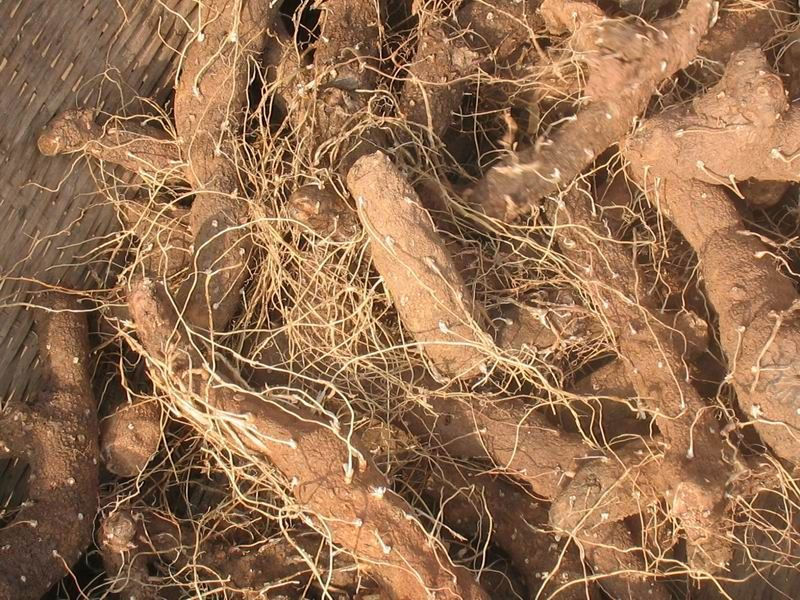 黄姜-大量收购黄姜 现货 干货 火藤根 皂素薯蓣