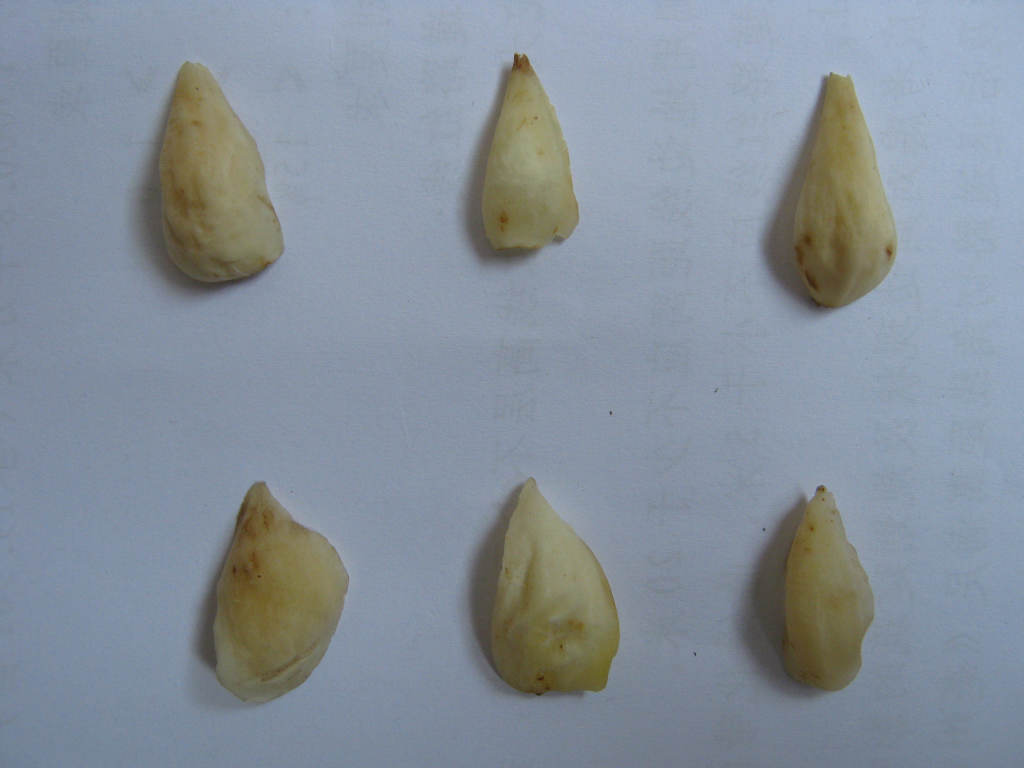 苦百合批发龙牙百合 食用百合干 湖南隆回特产 煮粥食用 滋阴润肺