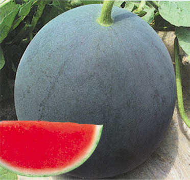 小黑无籽西瓜种子 早熟黑皮无籽西瓜种子 高品质高产量蔬菜种子