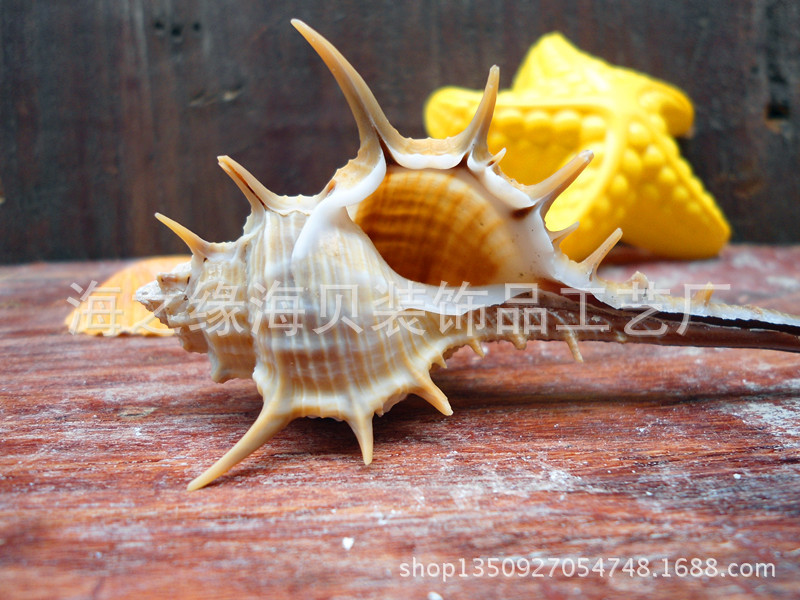 厂家直批 天然长刺螺小刺螺女巫骨螺 贝壳海螺 diy装饰摆设 批发