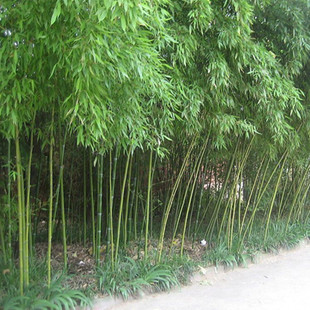 园林 毛竹图片_园林 毛竹图片大全 - 阿里巴巴海量精选高清图片